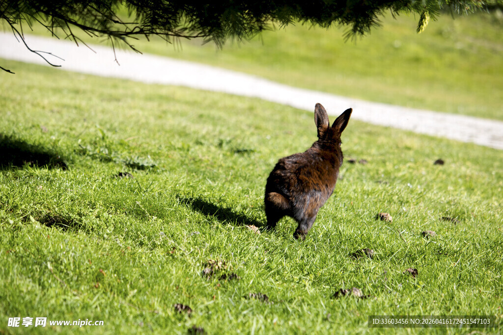 草地上奔跑的棕色兔子