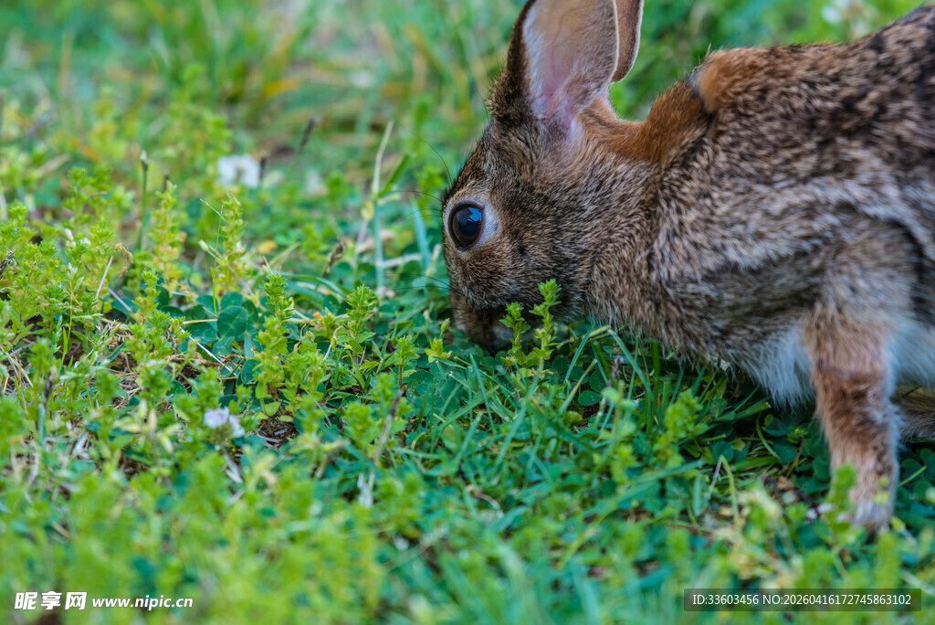 草地上的棕色兔子