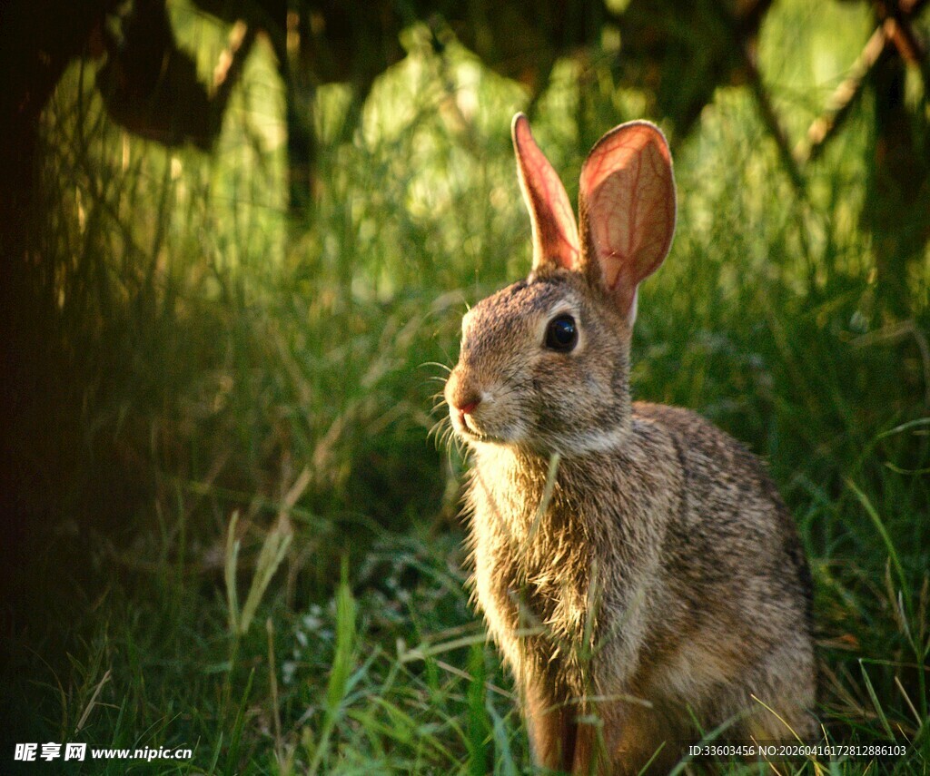 阳光下的草地野兔