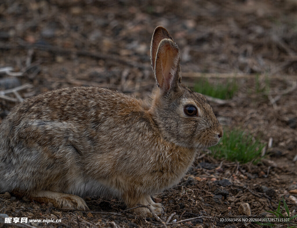 野外蹲坐的灰褐色野兔