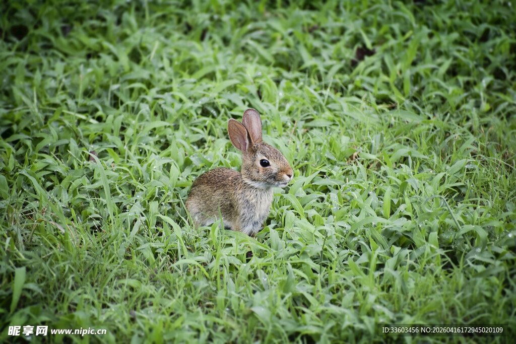 草丛中的可爱小兔子