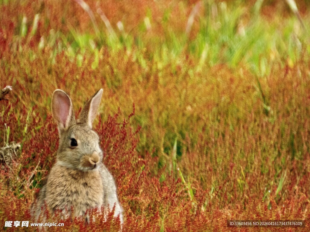 田野中的可爱野兔