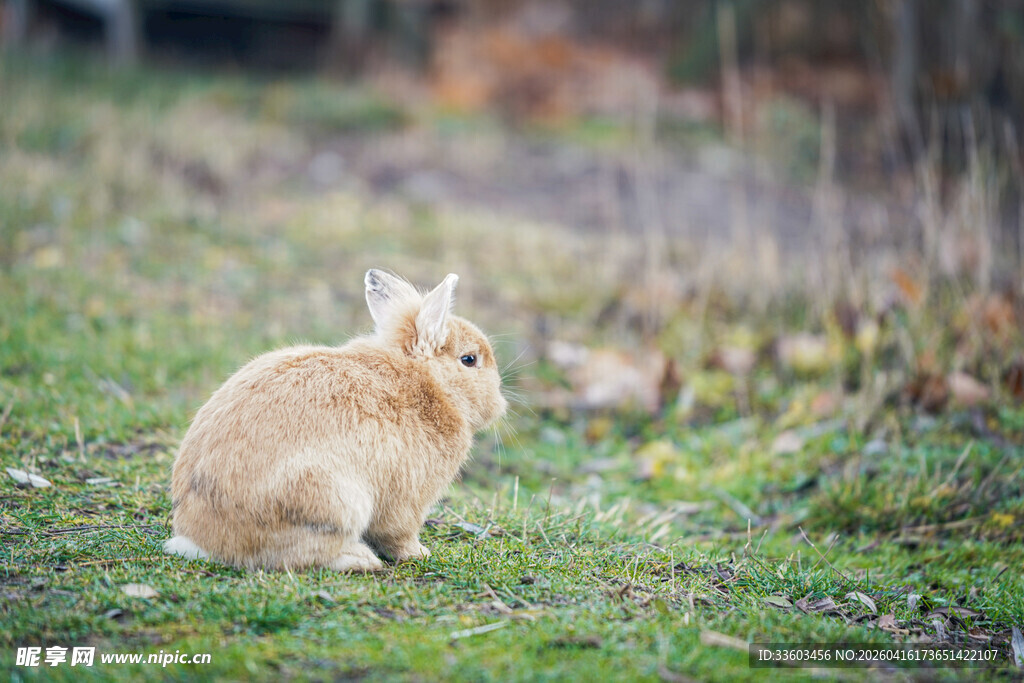 草地上的可爱黄毛兔子