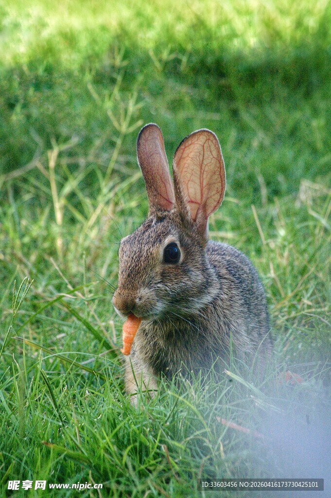 草地上的可爱灰兔子