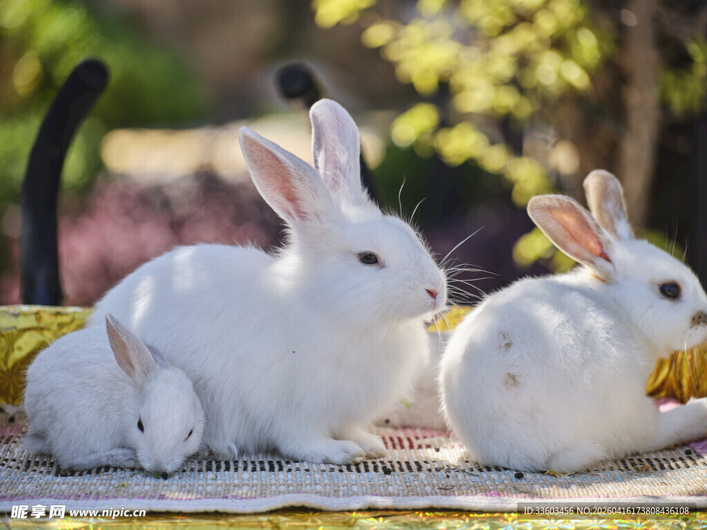 可爱白兔趴坐享受日光