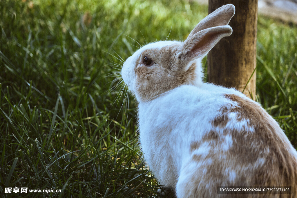 草地上的可爱白兔