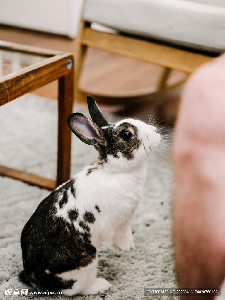 黑白萌兔室内好奇张望