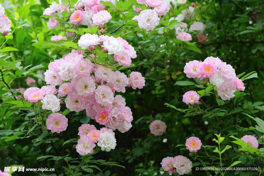 粉色蔷薇花丛绽放