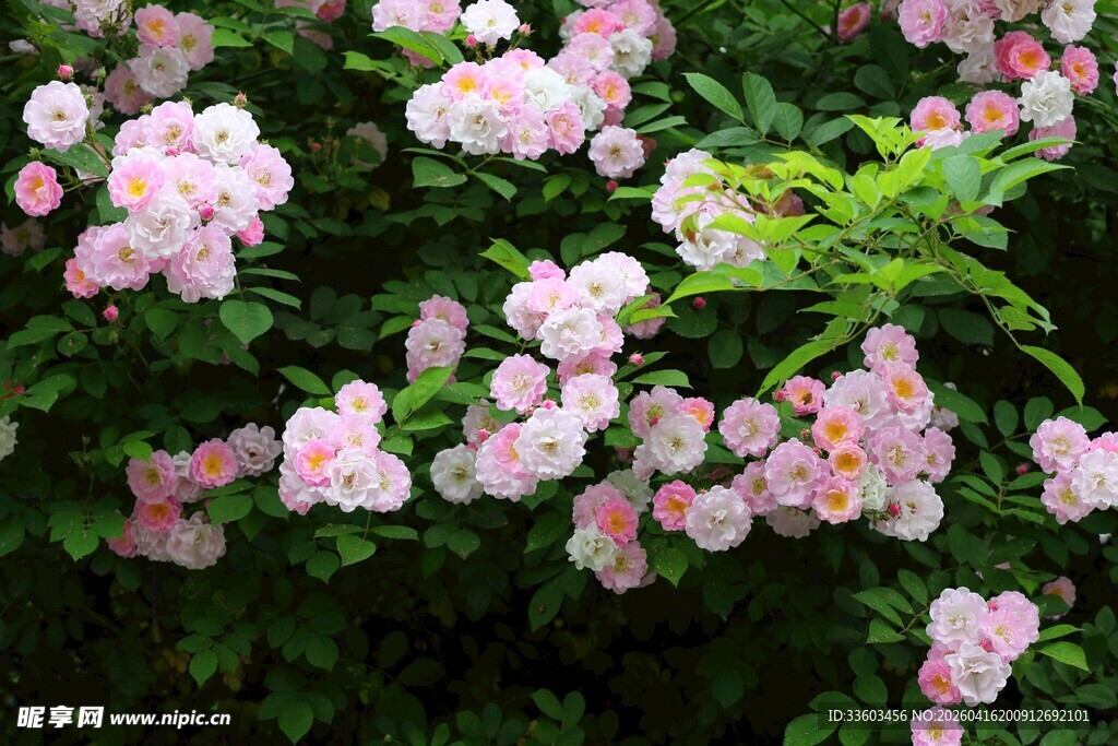 粉色蔷薇绽放的美丽瞬间