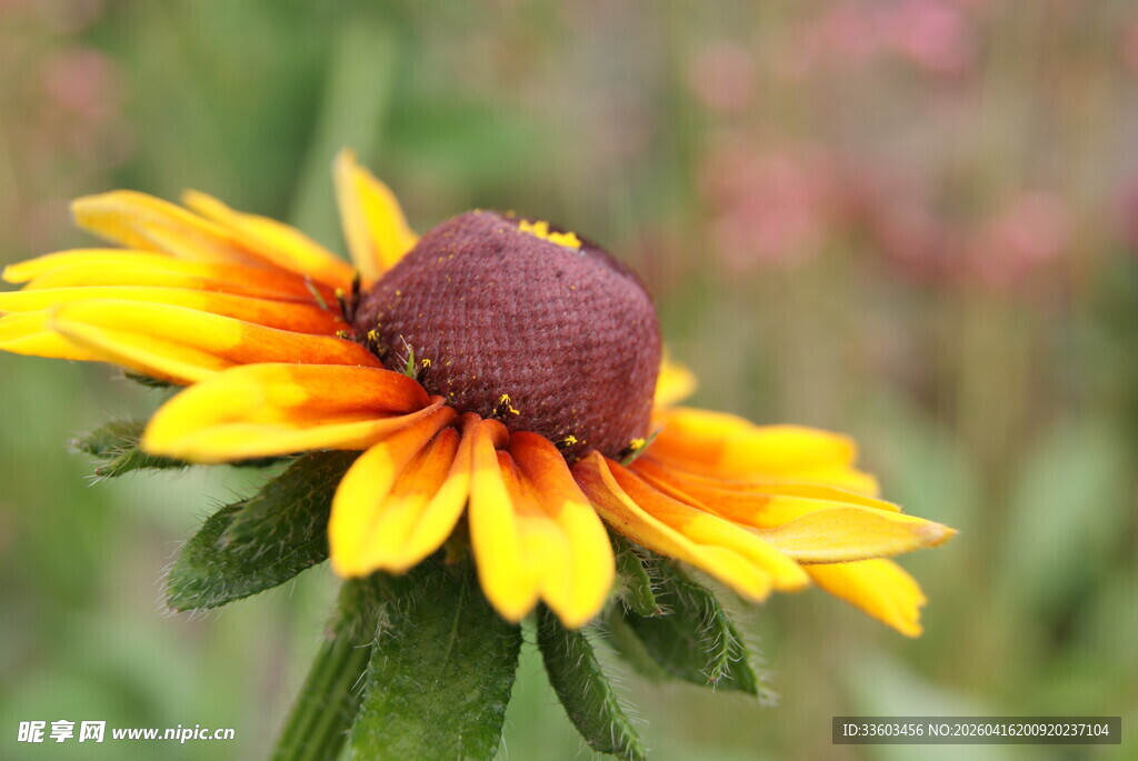 黄色黑心菊特写