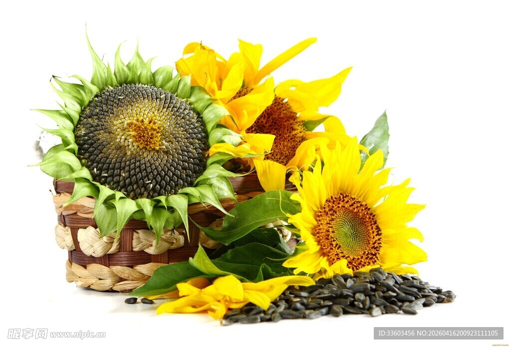 向日葵与种子的静物组合