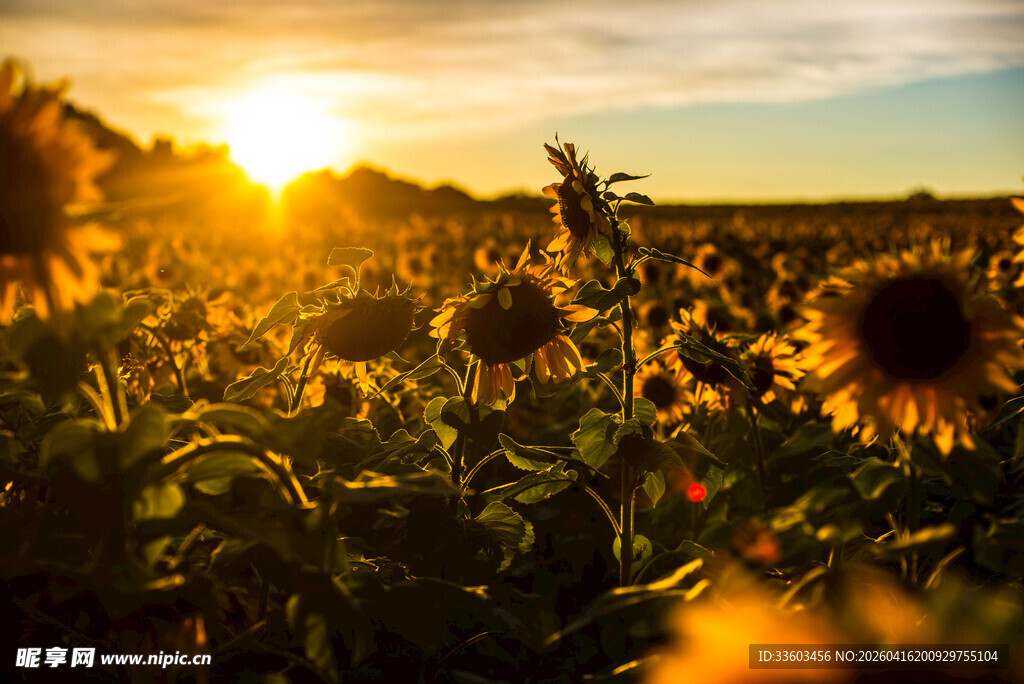 夕阳下的向日葵花海