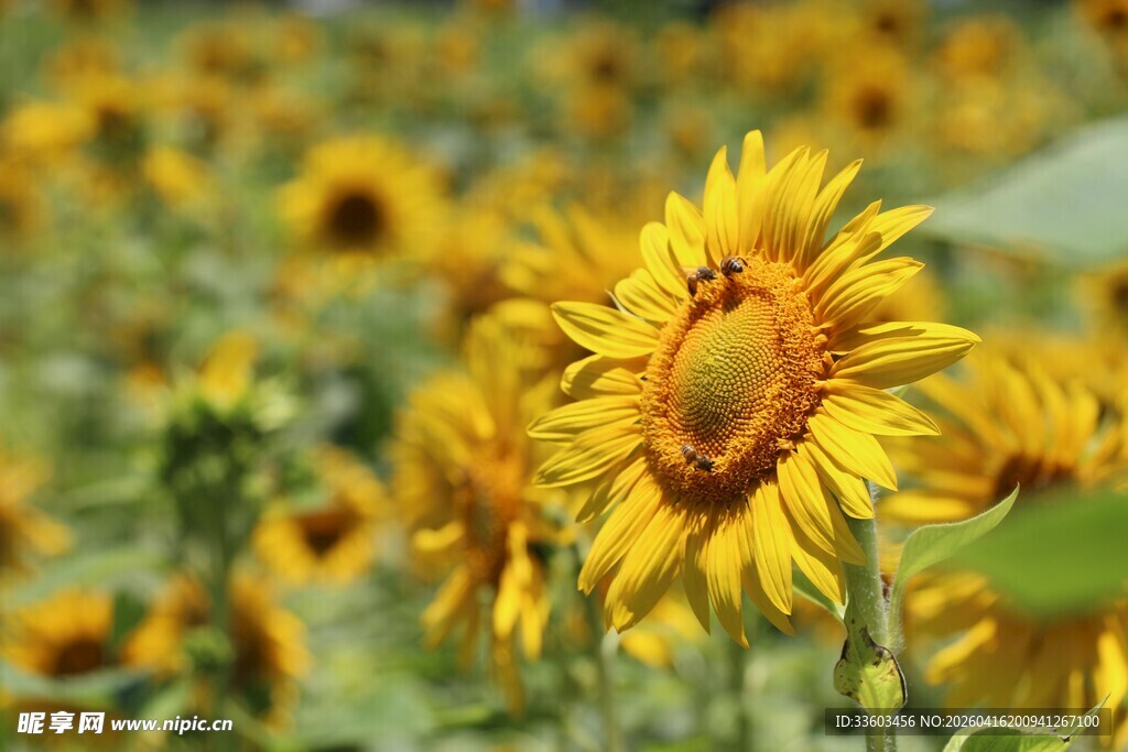 灿烂向日葵花海