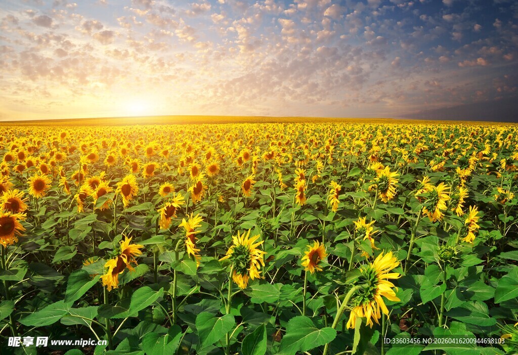 向日葵花海的灿烂日出