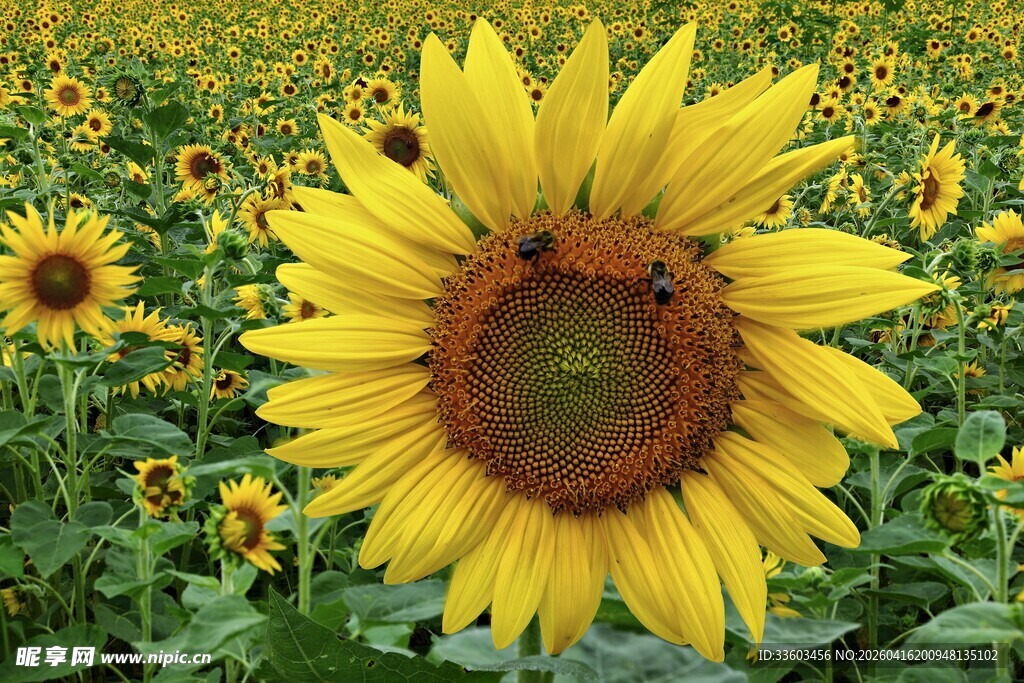 向日葵花田中的蜜蜂