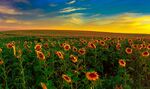 夕阳下的向日葵花海