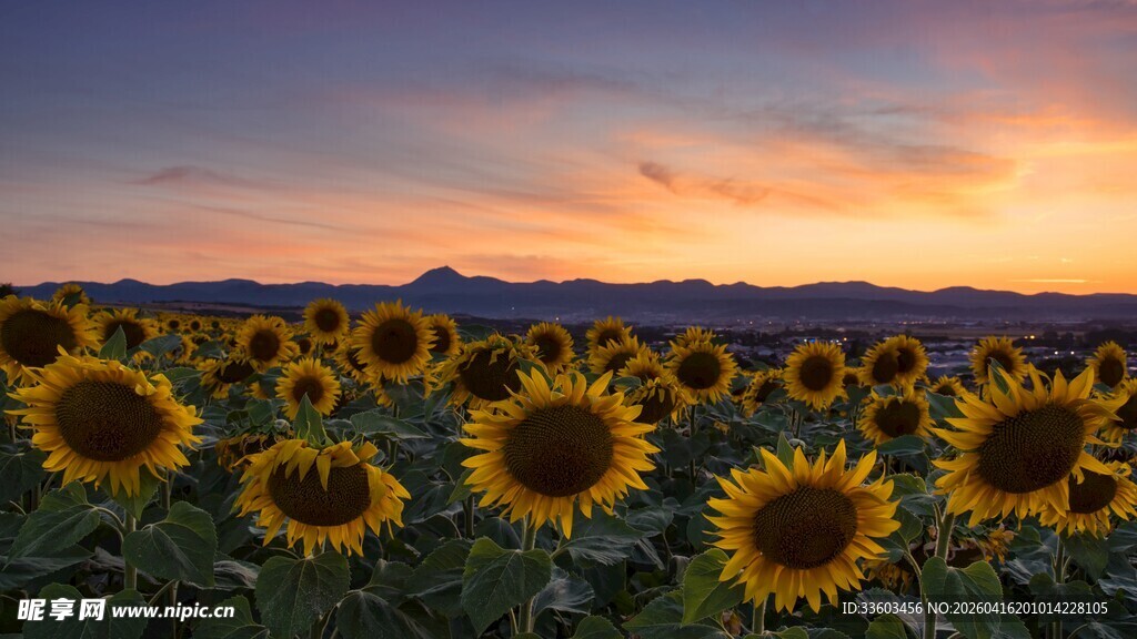 夕阳下的向日葵花海