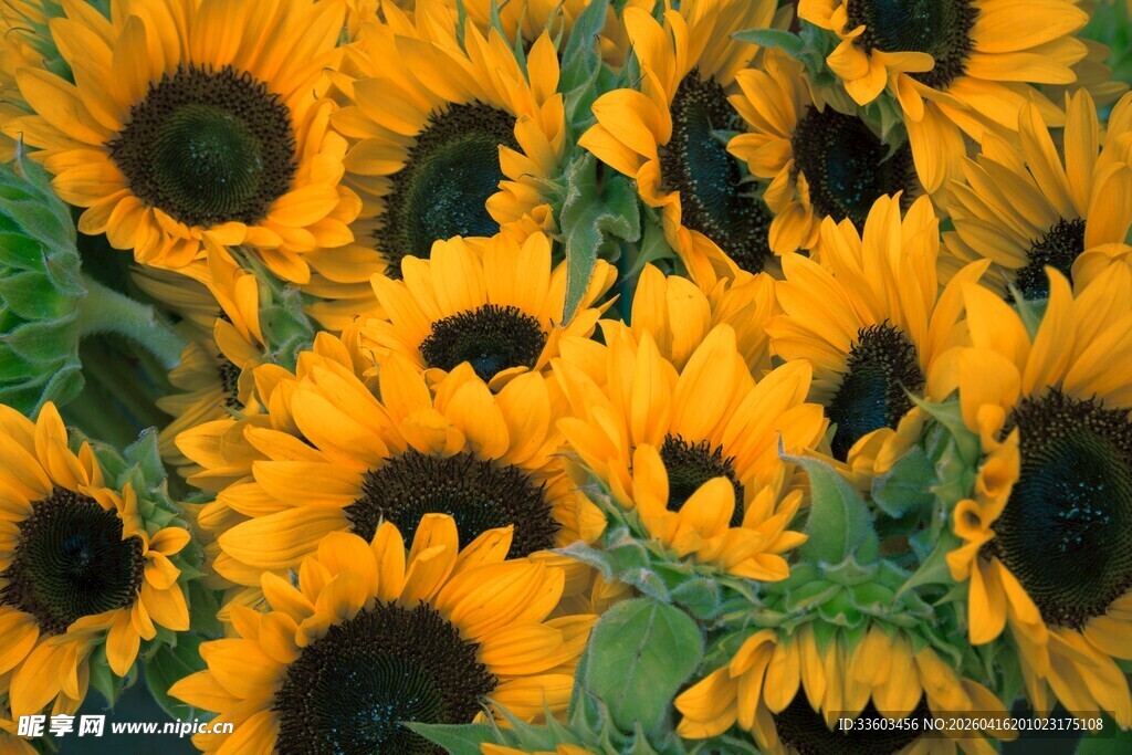 向日葵花海绽放