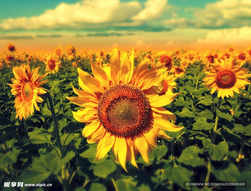 向日葵花田的灿烂美景