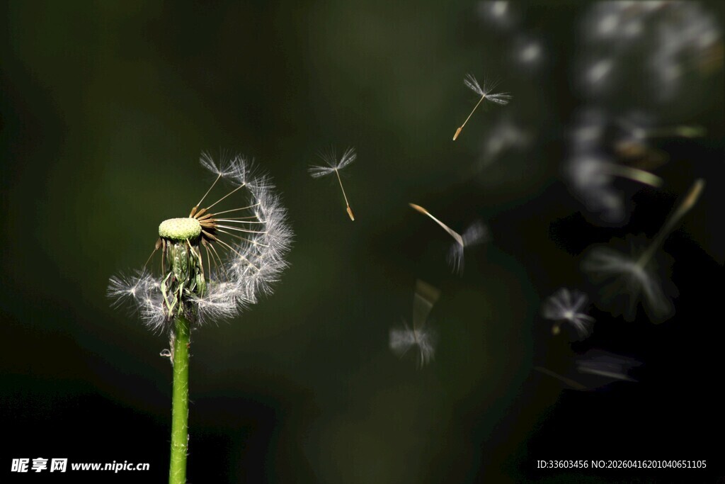 蒲公英种子轻盈飞舞瞬间