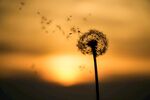 夕阳下的蒲公英种子飞舞