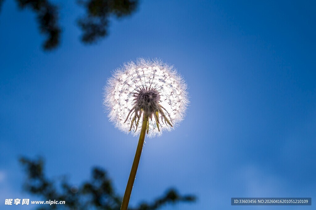 阳光下的蒲公英
