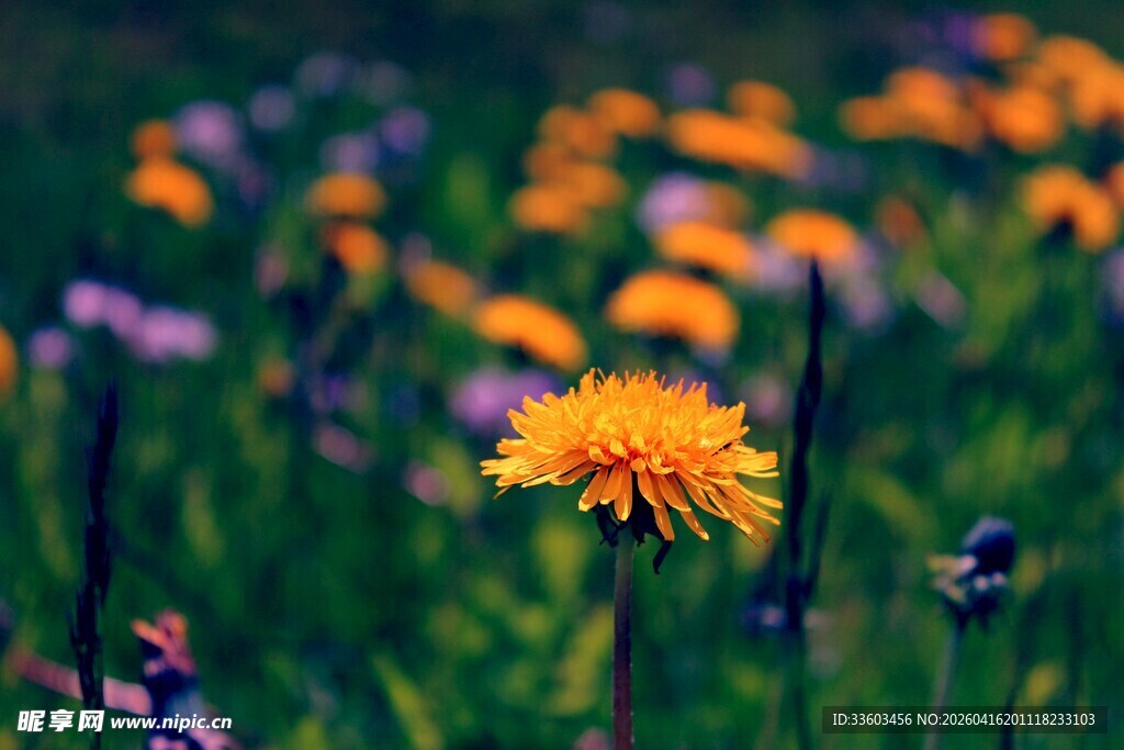 田野间绽放的绚烂小黄花