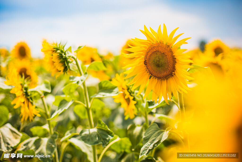 向日葵花海