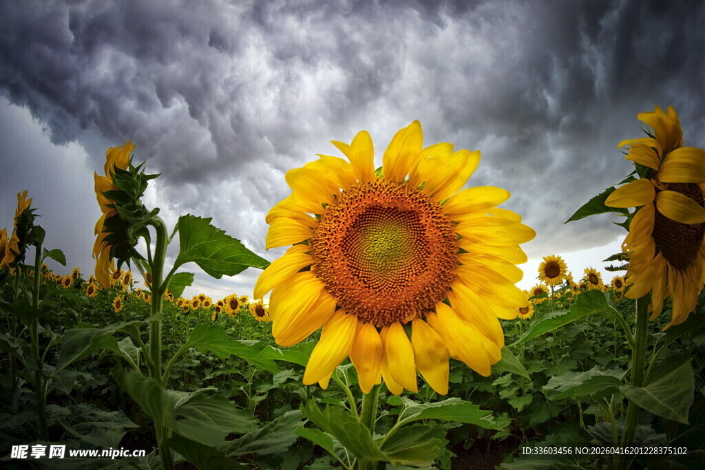 乌云下的灿烂向日葵