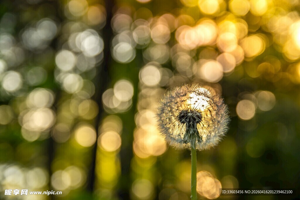 阳光下的蒲公英