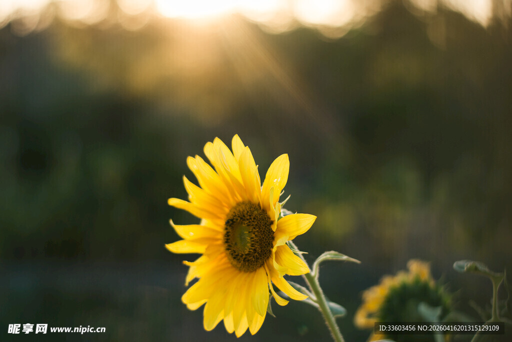 夕阳下的向日葵