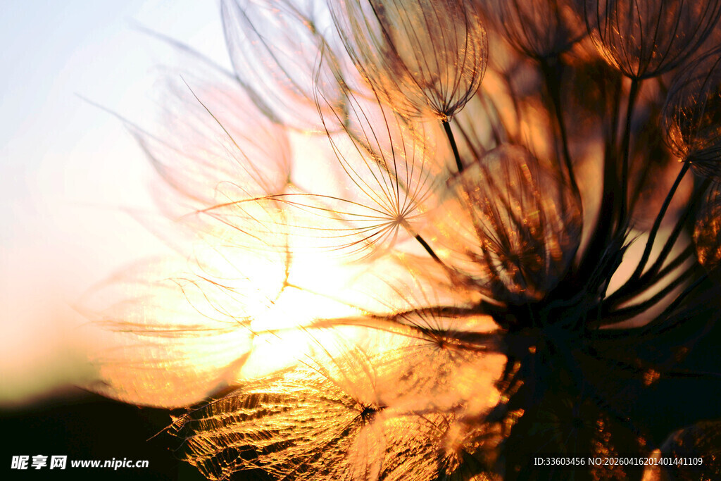 夕阳下的蒲公英梦幻之景