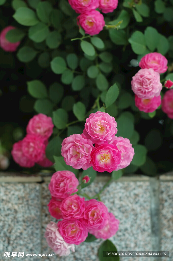 粉色蔷薇绽放于石畔