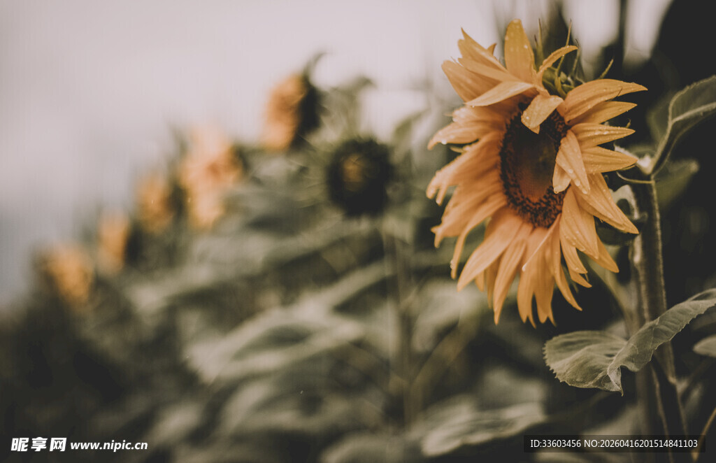 向日葵花田的美丽景致