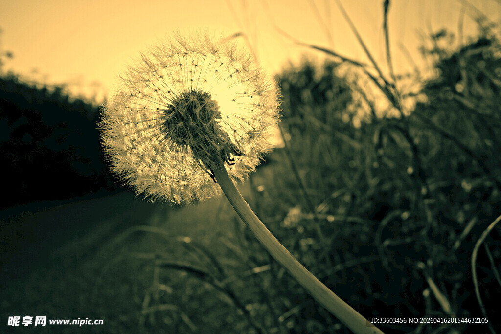 夕阳下的蒲公英
