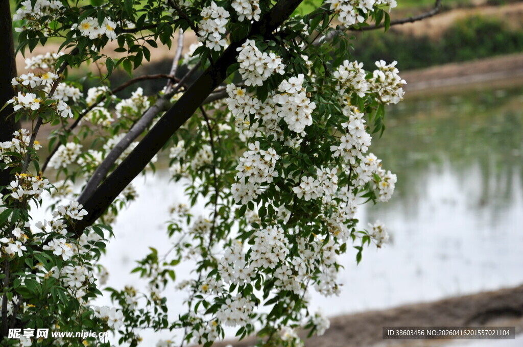 湖畔繁花盛开的美丽枝丫