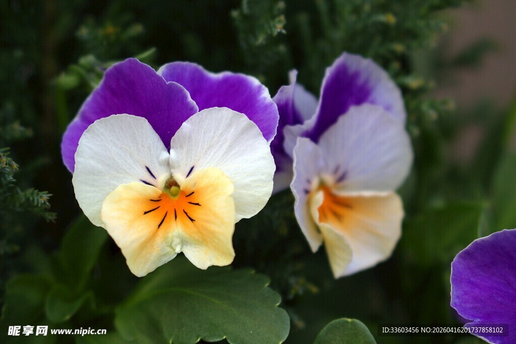 三色堇花朵特写