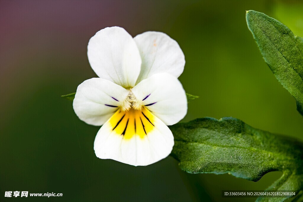 白色三色堇特写