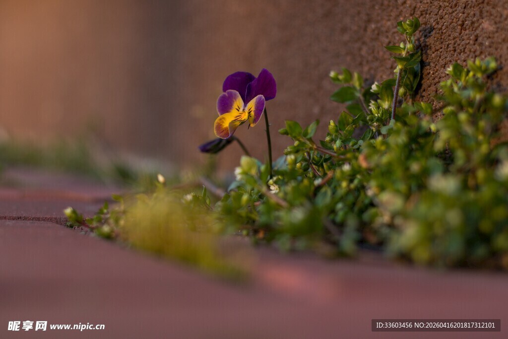 路边绽放的紫色小花