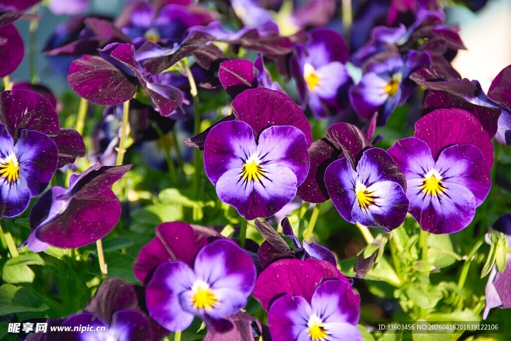 紫色三色堇花卉特写