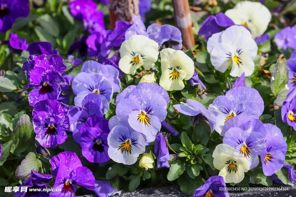 三色堇花卉特写