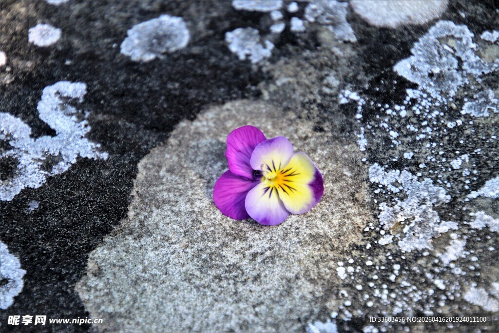 冰雪中绽放的紫色小花