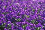 紫色花卉盛放美景