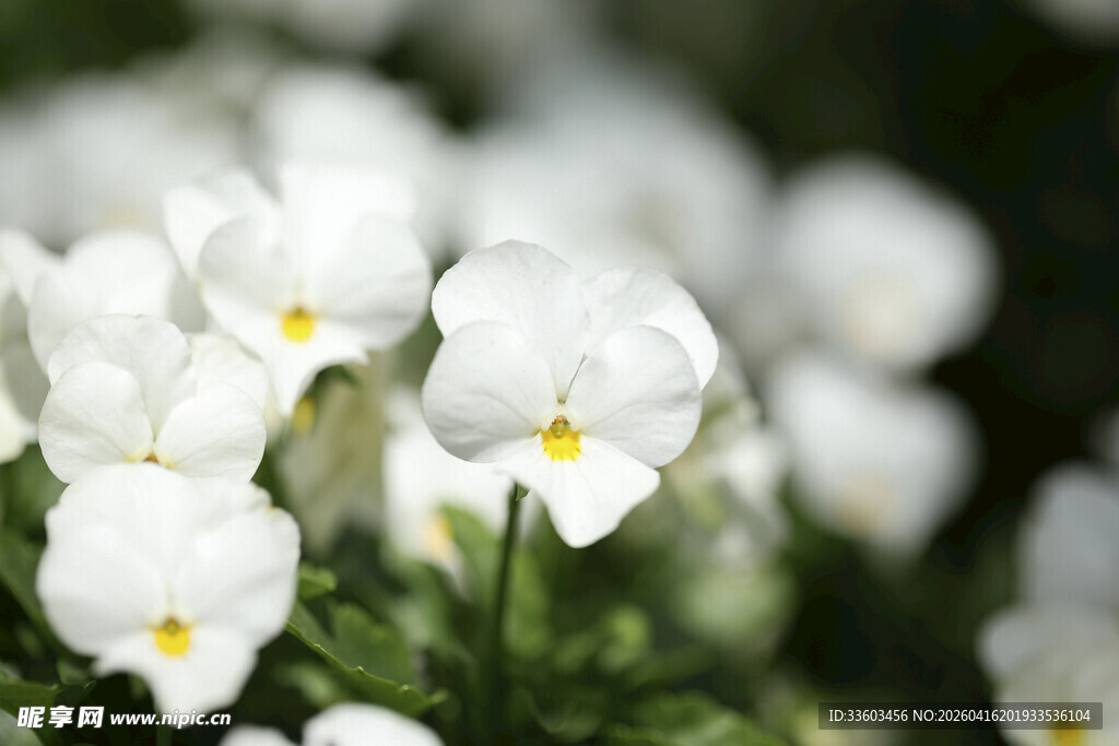 白色三色堇绽放