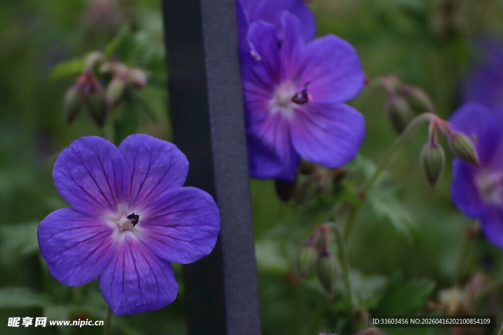 紫色天竺葵特写
