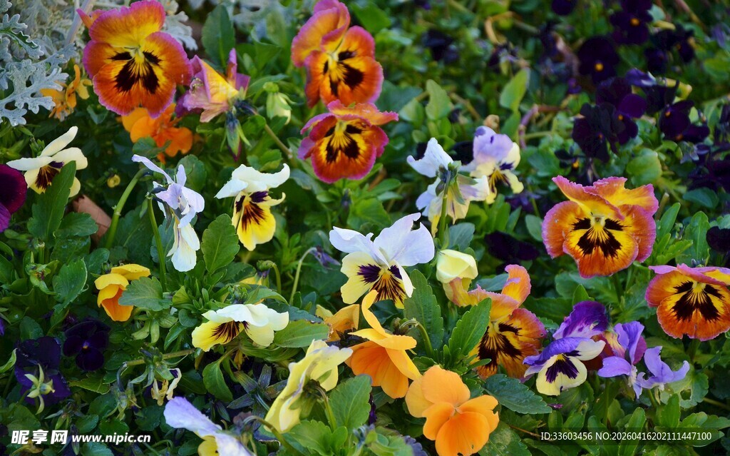 多彩三色堇绽放于花丛中