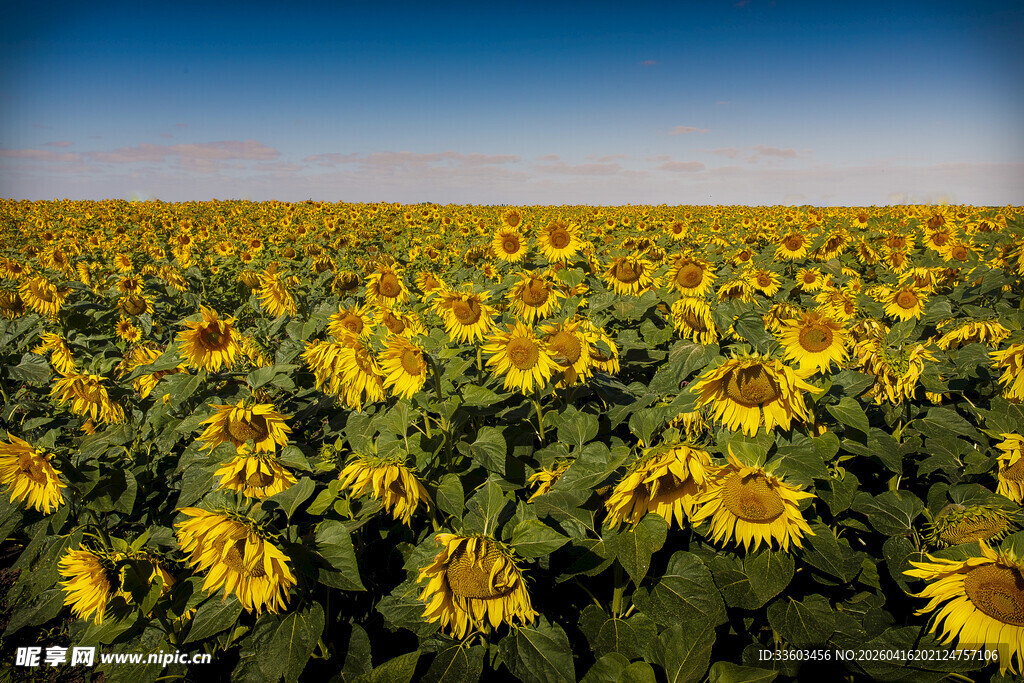 向日葵花海