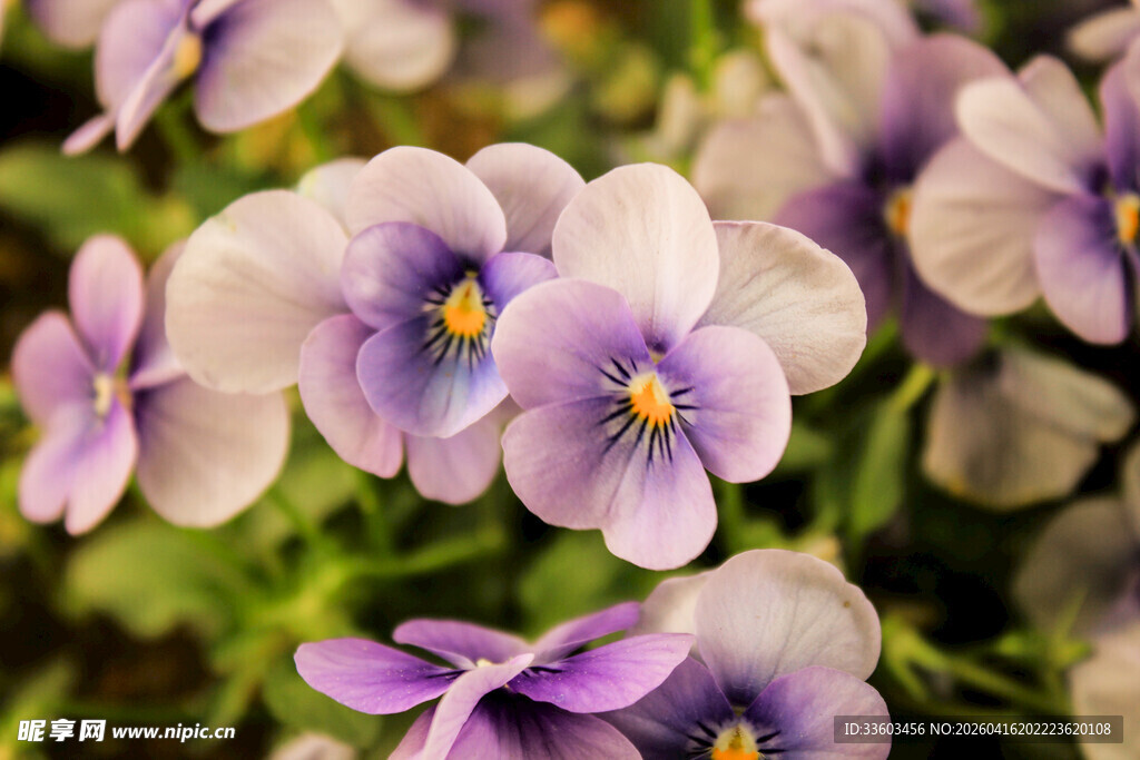 紫色三色堇绽放生机