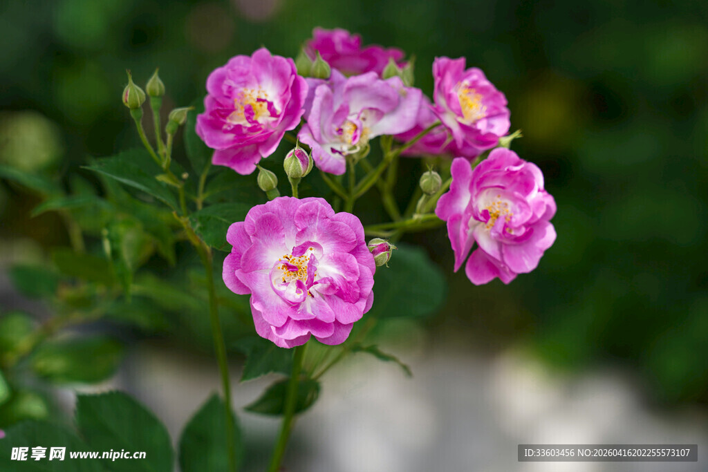 娇艳粉色蔷薇花绽放