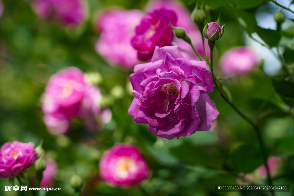 娇艳绽放的紫色月季花